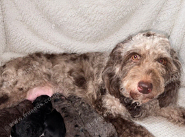 BEAUTIFUL COCKAPOO PUPPIES