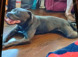 Male blue staffordshire bull terrier