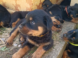 Rottweiler puppies