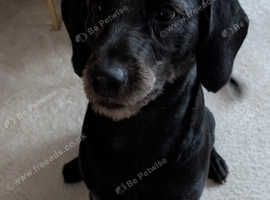 My labdoodle male is up for stud