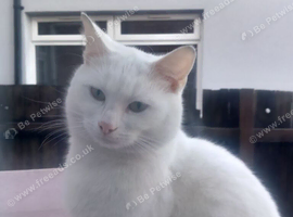full white cat 2 years old
