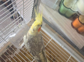 Breeder female