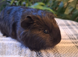 Black Swiss & Buff Cali Baby Boy Guinea Pigs