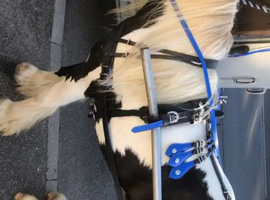 gelding Pony