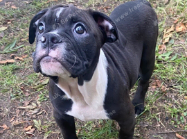 Olde English bulldog