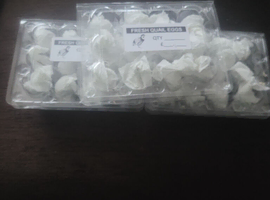 Button quail hatchin eggs
