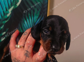 Dachshund puppys