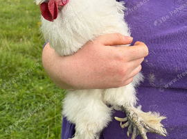 Pair of chickens for rehoming