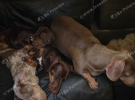 Female miniature dashound
