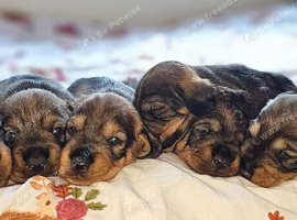 Standard Wirehair dachshund