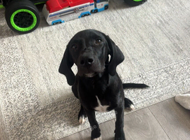Labrador puppy