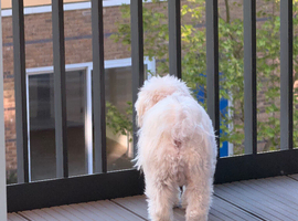 Cute puppy looking to re-home (for someone god experienced)