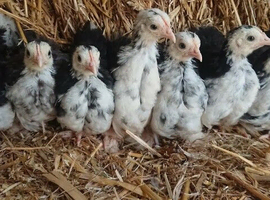 8, 9 week old black mottled pekins