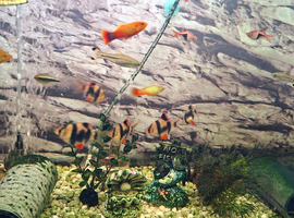 5 tiger barbs
