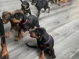 Female 10 weeks old pup