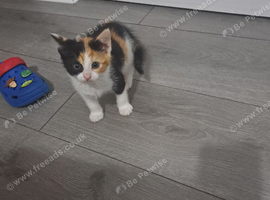 Two female kittens