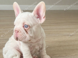 French bulldogs