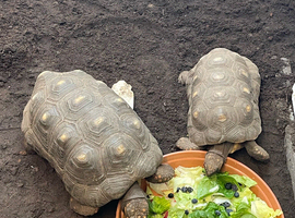 Pair of red foot tortoises