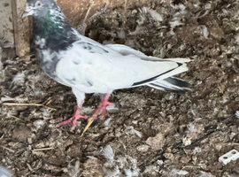 Pakistani High flyers pigeons