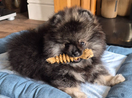 Wolf sable pomeranian