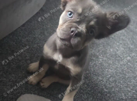 Kc registered lilac and tan fluffy French dog