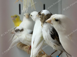 Canaries