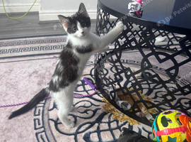 Black and white kitten last one left from litter of 7