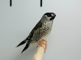 Cheer finches