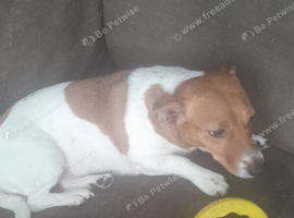 Jack russell bitch
