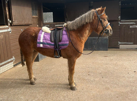 2021 Dartmoor hill pony gelding