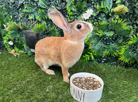 Dutch rabbit female 1 year old