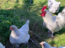 French Silver Lavender Marans Fertile Eggs for Hatching
