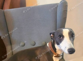Looking for the Right Home:  10-Month-Old Whippet