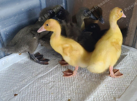 ☆☆ couple remaining ducklings ☆☆