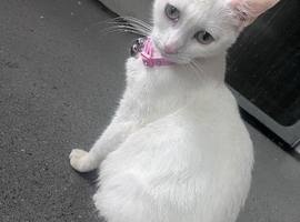 Stunning 12Month Old Turkish Angora Female