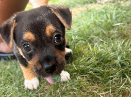 Chihuahua X Girl puppy (last girl left)