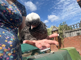 Polish Chickens