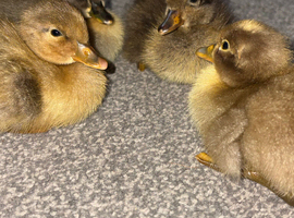 4 xindian runner ducklings
