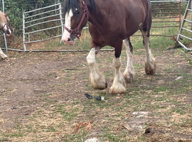 Outstanding geldings for sale
