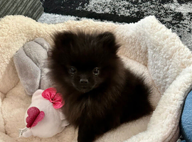 Pomeranian
