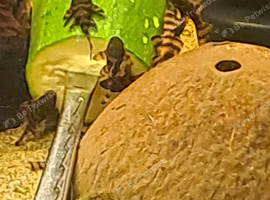 L397 Tiger plecos