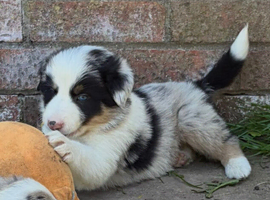 Beautiful Border Collie puppies for sale