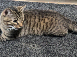 Britishshorthair x Egyptian Mau