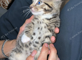 3 beautiful kittens