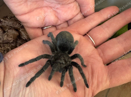 Grammostola Pulchra - Brazilian Black