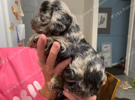 Beautiful litter of five cockerpoo