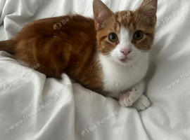 Cute little kitten