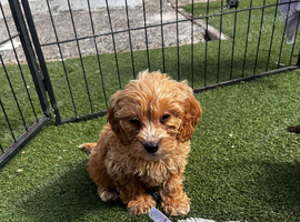 Cockapoo puppies
