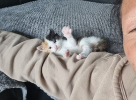 Calico female kitten