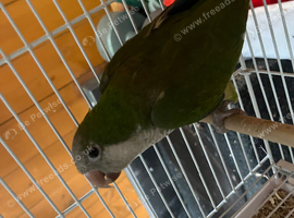 Semi tamed Baby Quaker